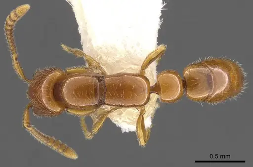 Apomyrma stygia specimen CASENT0900328 image casent0900328_1