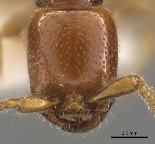 Apomyrma stygia specimen CASENT0900328 image casent0900328_2