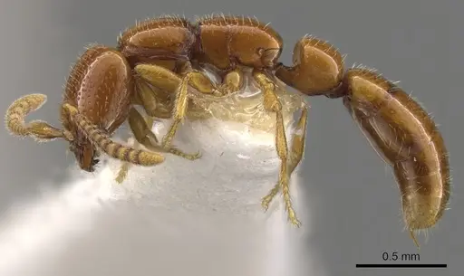 Apomyrma stygia specimen CASENT0900328 image casent0900328_3