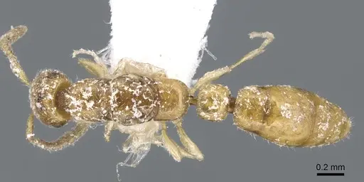 Apomyrma stygia specimen CASENT0902781 image casent0902781_1