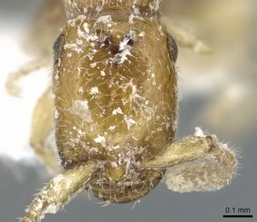 Apomyrma stygia specimen CASENT0902781 image casent0902781_2