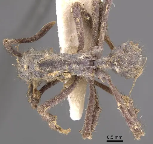 Apterostigma auriculatum specimen CASENT0905912 image casent0905912_1