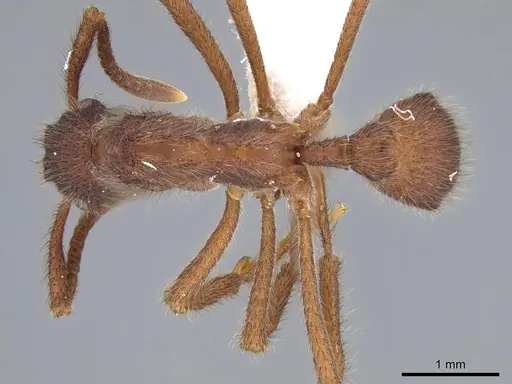 Apterostigma auriculatum specimen CASENT0922034 image casent0922034_1