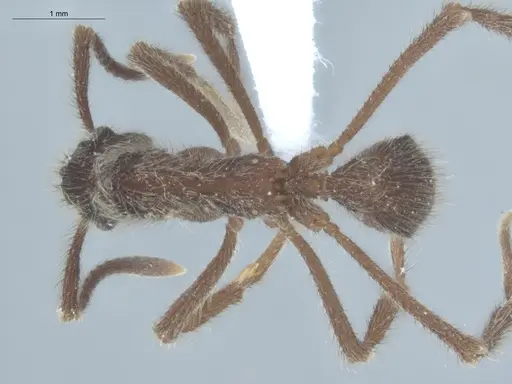 Apterostigma auriculatum specimen ECOFOG-KW14-0066-12 image ecofog-kw14-0066-12_1
