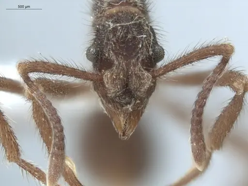 Apterostigma auriculatum specimen ECOFOG-KW14-0066-12 image ecofog-kw14-0066-12_2