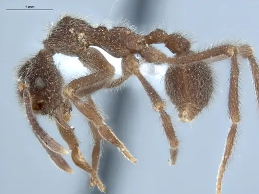 Apterostigma auriculatum specimen ECOFOG-KW14-0066-12 image ecofog-kw14-0066-12_3