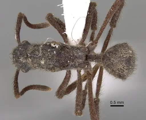 Apterostigma auriculatum specimen INBIOCRI001284064 image inbiocri001284064_1