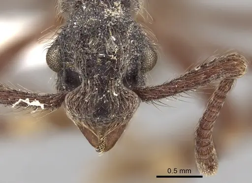 Apterostigma auriculatum specimen INBIOCRI001284064 image inbiocri001284064_2