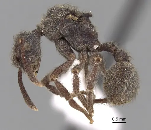 Apterostigma auriculatum specimen INBIOCRI001284064 image inbiocri001284064_3