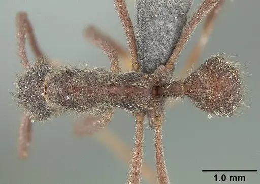 Apterostigma auriculatum specimen USNMENT01124243 image usnment01124243_1