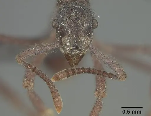 Apterostigma auriculatum specimen USNMENT01124243 image usnment01124243_2