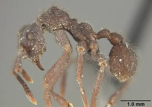 Apterostigma auriculatum specimen USNMENT01124243 image usnment01124243_3