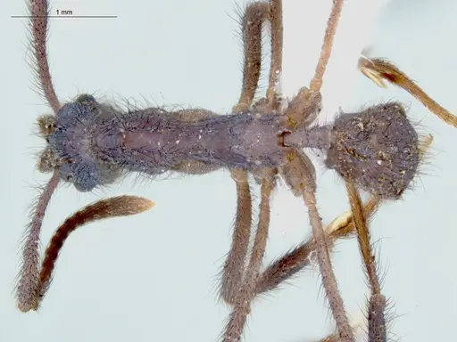 Apterostigma avium specimen ECOFOG-KW14-0006-17 image ecofog-kw14-0006-17_1
