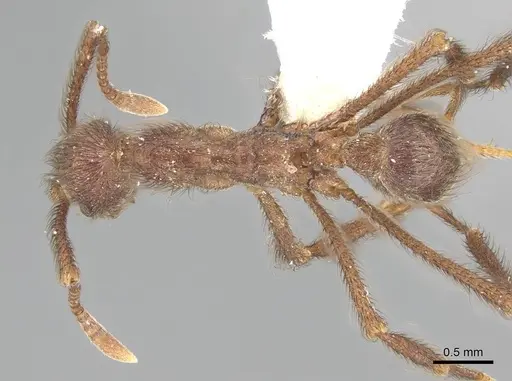 Apterostigma bolivianum specimen CASENT0922036 image casent0922036_1