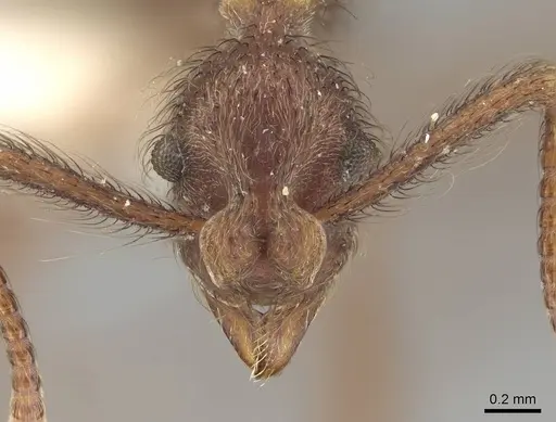 Apterostigma bolivianum specimen CASENT0922036 image casent0922036_2