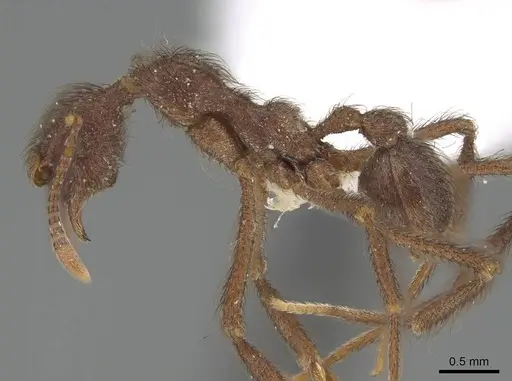 Apterostigma bolivianum specimen CASENT0922036 image casent0922036_3