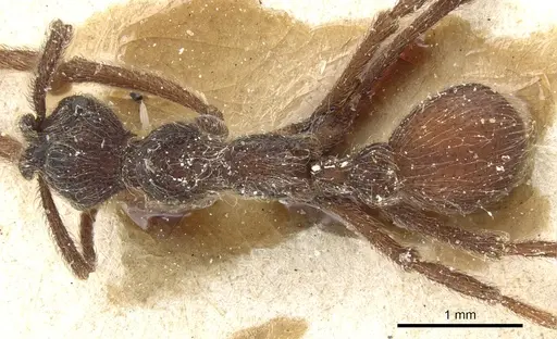 Apterostigma bruchi specimen CASENT0904976 image casent0904976_1