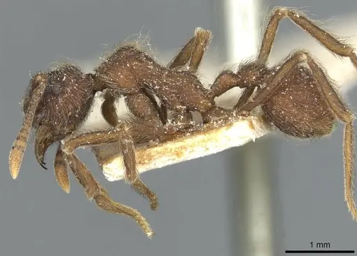 Apterostigma bruchi specimen CASENT0912486 image casent0912486_3