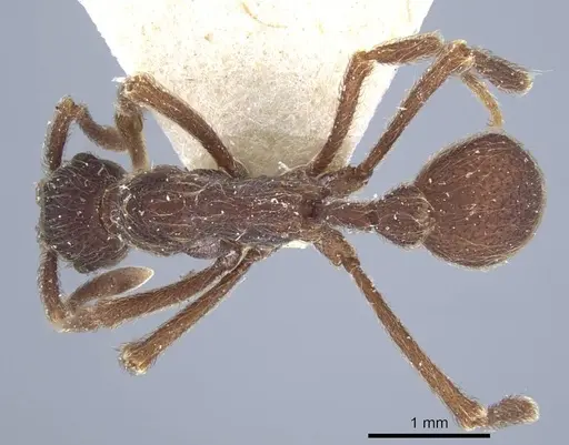 Apterostigma bruchi specimen CASENT0917089 image casent0917089_1