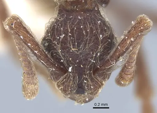Apterostigma bruchi specimen CASENT0917089 image casent0917089_2