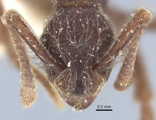 Apterostigma bruchi specimen CASENT0917089 image casent0917089_3