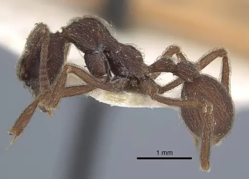 Apterostigma bruchi specimen CASENT0917089 image casent0917089_4