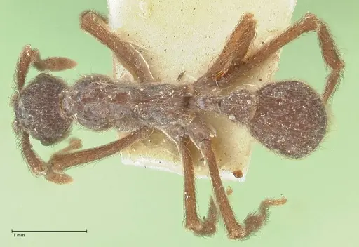 Apterostigma bruchi specimen FOCOL2195 image focol2195_1