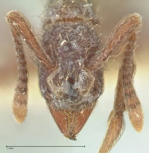 Apterostigma bruchi specimen FOCOL2195 image focol2195_2