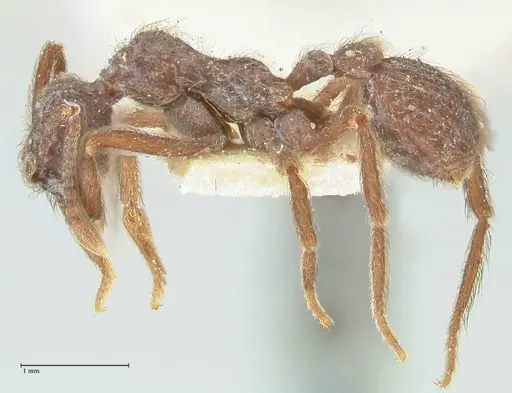 Apterostigma bruchi specimen FOCOL2195 image focol2195_3