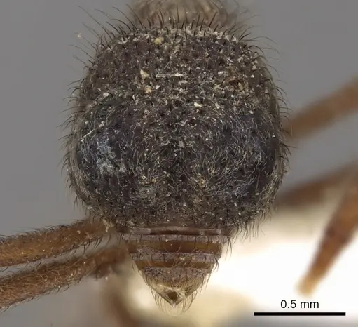 Apterostigma callipygium specimen CASENT0901687 image casent0901687_2