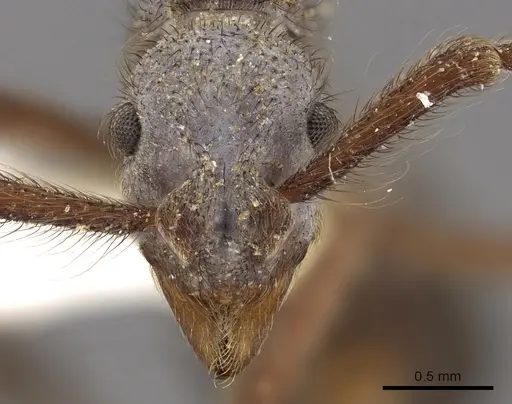 Apterostigma callipygium specimen CASENT0901687 image casent0901687_3