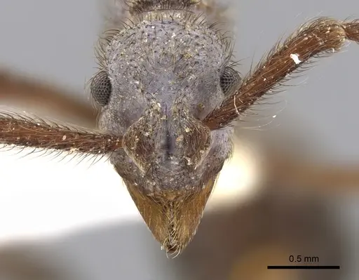 Apterostigma callipygium specimen CASENT0901687 image casent0901687_4