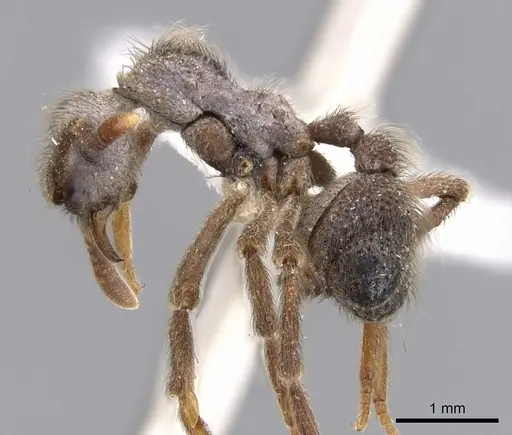 Apterostigma callipygium specimen CASENT0901687 image casent0901687_6