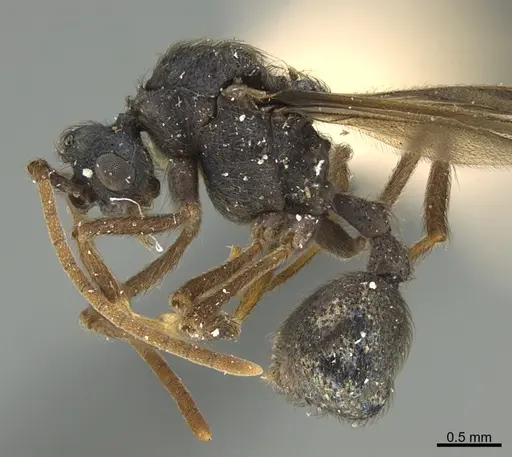 Apterostigma callipygium specimen CASENT0923576 image casent0923576_1