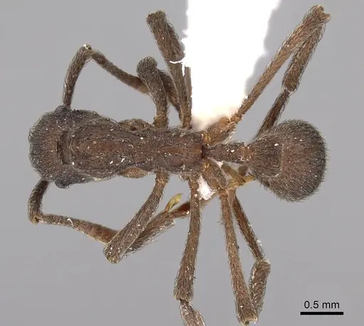 Apterostigma calverti specimen JTLC000007184 image jtlc000007184_1
