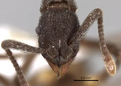 Apterostigma calverti specimen JTLC000007184 image jtlc000007184_2