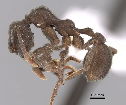 Apterostigma calverti specimen JTLC000007184 image jtlc000007184_3