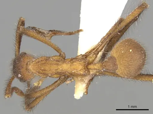 Apterostigma carinatum specimen CASENT0281774 image casent0281774_1