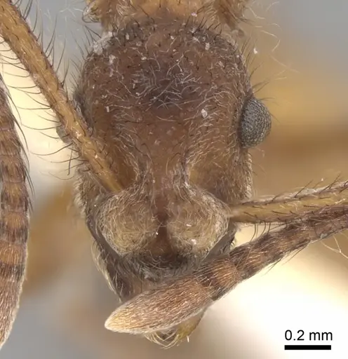 Apterostigma carinatum specimen CASENT0281774 image casent0281774_2