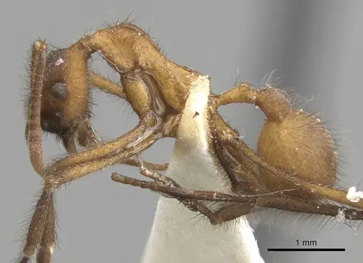 Apterostigma carinatum specimen CASENT0281774 image casent0281774_4
