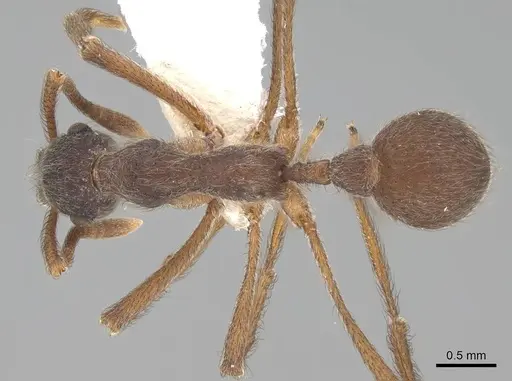 Apterostigma carinatum specimen CASENT0922038 image casent0922038_1