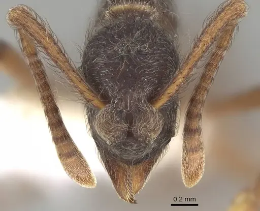 Apterostigma carinatum specimen CASENT0922038 image casent0922038_2