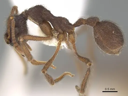 Apterostigma carinatum specimen CASENT0922038 image casent0922038_3