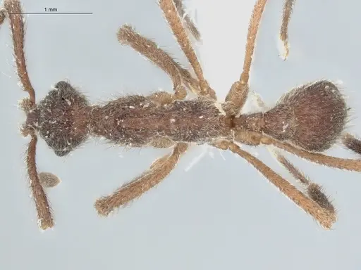 Apterostigma chocoense specimen ECOFOG-IT14-0272-78 image ecofog-it14-0272-78_1