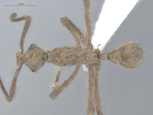 Apterostigma chocoense specimen ECOFOG-SL13-1202-14 image ecofog-sl13-1202-14_1