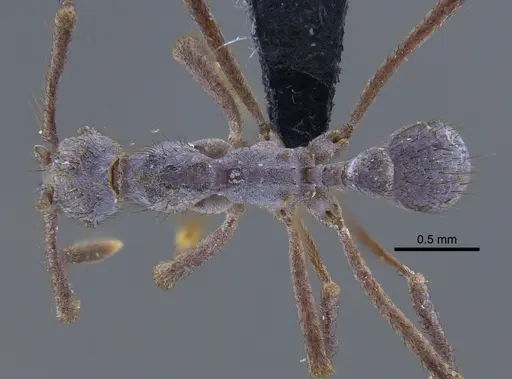 Apterostigma chocoense specimen IAVH-E-263191 image iavh-e-263191_1