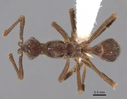 Apterostigma chocoense specimen INBIOCRI001281475 image inbiocri001281475_1