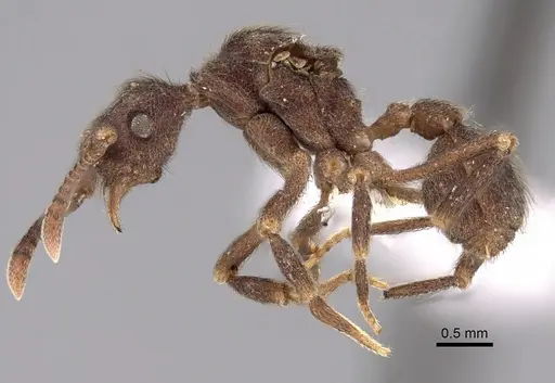 Apterostigma chocoense specimen INBIOCRI001281475 image inbiocri001281475_3