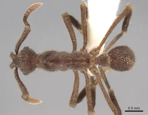 Apterostigma chocoense specimen INBIOCRI001281479 image inbiocri001281479_1
