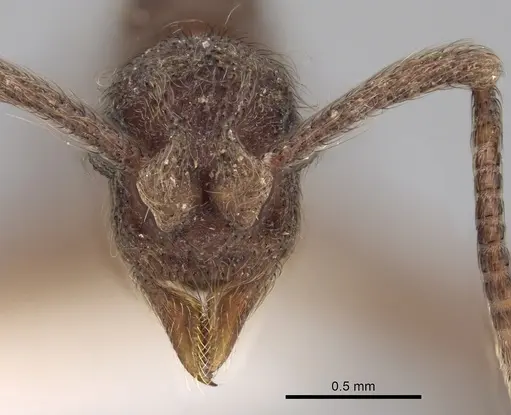 Apterostigma chocoense specimen INBIOCRI001281479 image inbiocri001281479_2